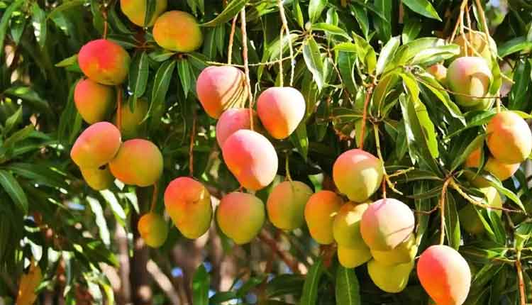 যেসব জেলায় শুরু হয়েছে আম সংগ্রহ