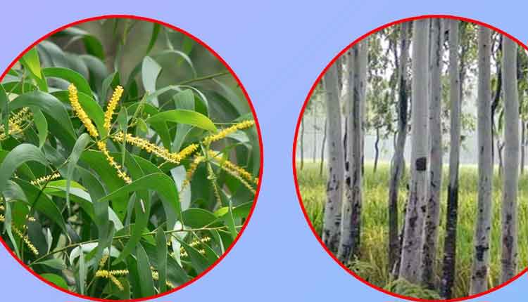বাংলাদেশে যে দুই গাছের চারা লাগাতে নিষেধাজ্ঞা