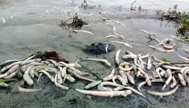 চাঁদপুরে মেঘনা নদীতে মরে ভেসে উঠছে মাছ