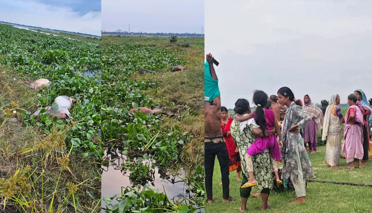 জোয়ারের পানিতে ভেসে গেছে শতাধিক গরু