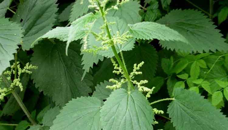 বিছুটি পাতার উপকারিতা জানলে অবাক হবেন