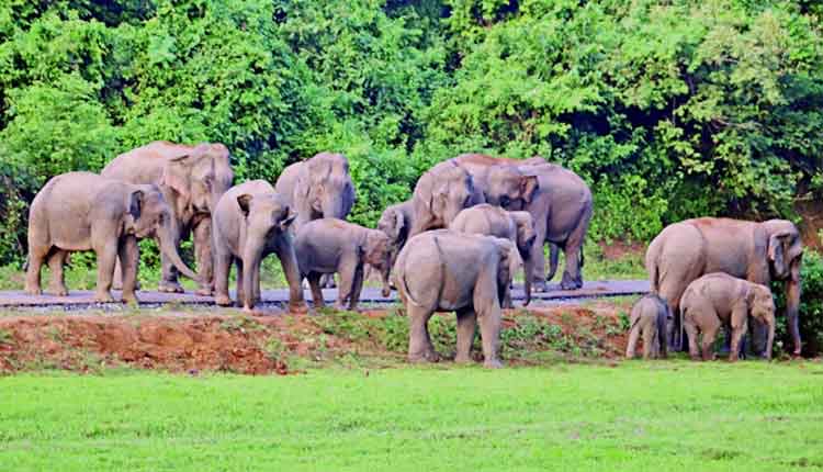 ইকো ট্যুরিজমে কী পদচারণার ঝুঁকি বাড়বে?