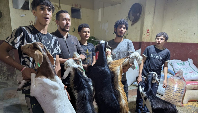 মিশরে ফিলিস্তিনি শরণার্থীদের জন্য কোরবানি করছেন বাংলাদেশিরা