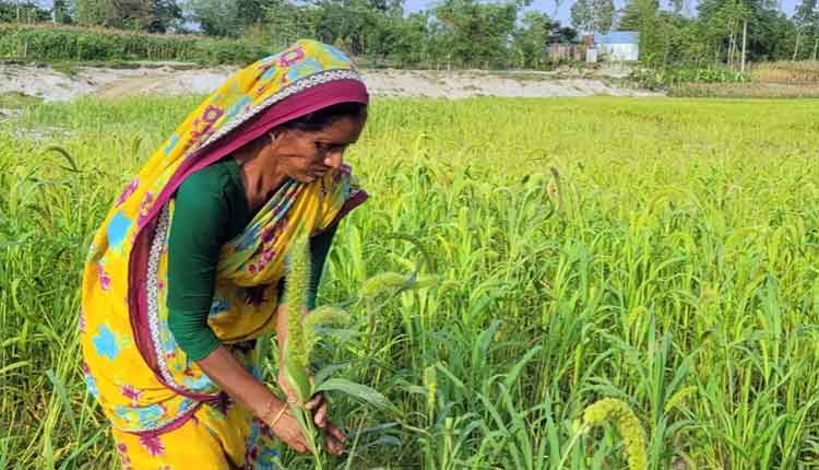 কুড়িগ্রামে বিলুপ্তির পথে কাউন