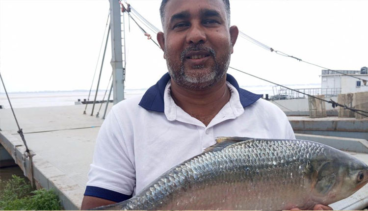 পদ্মায় হারুনের জালে বড় ইলিশ