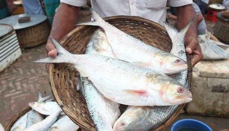মিয়ানমারের ইলিশ খাচ্ছে ভারত, দেবে না বাংলাদেশ